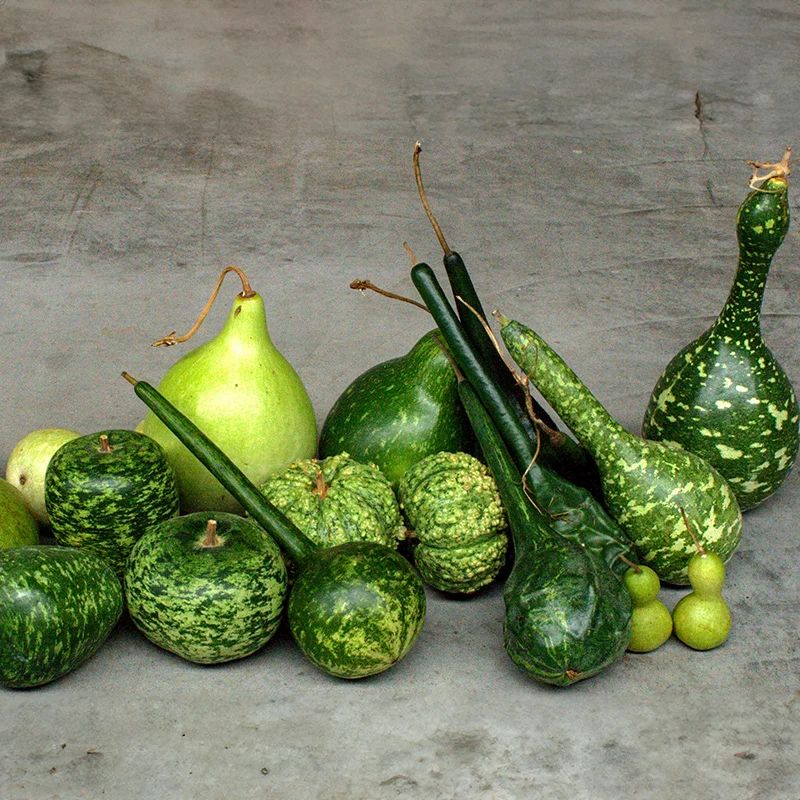 Flaschenkürbis - Mixture Lagenaria