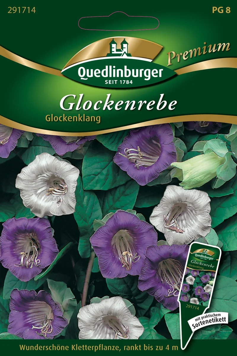 Glockenrebe Glockenklang Saatgut