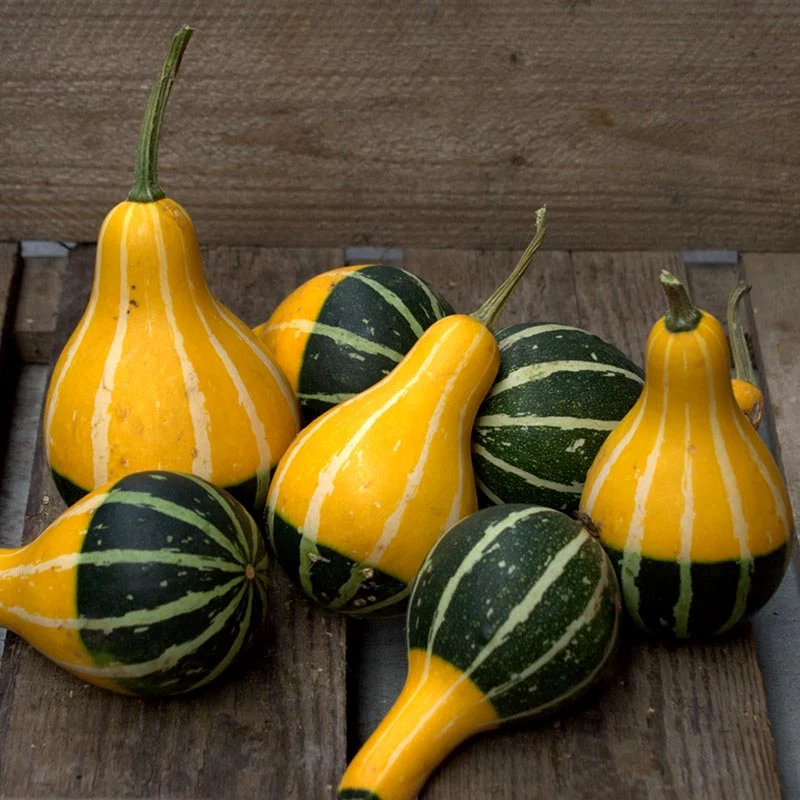 Zierkürbis - Pear Bicolor