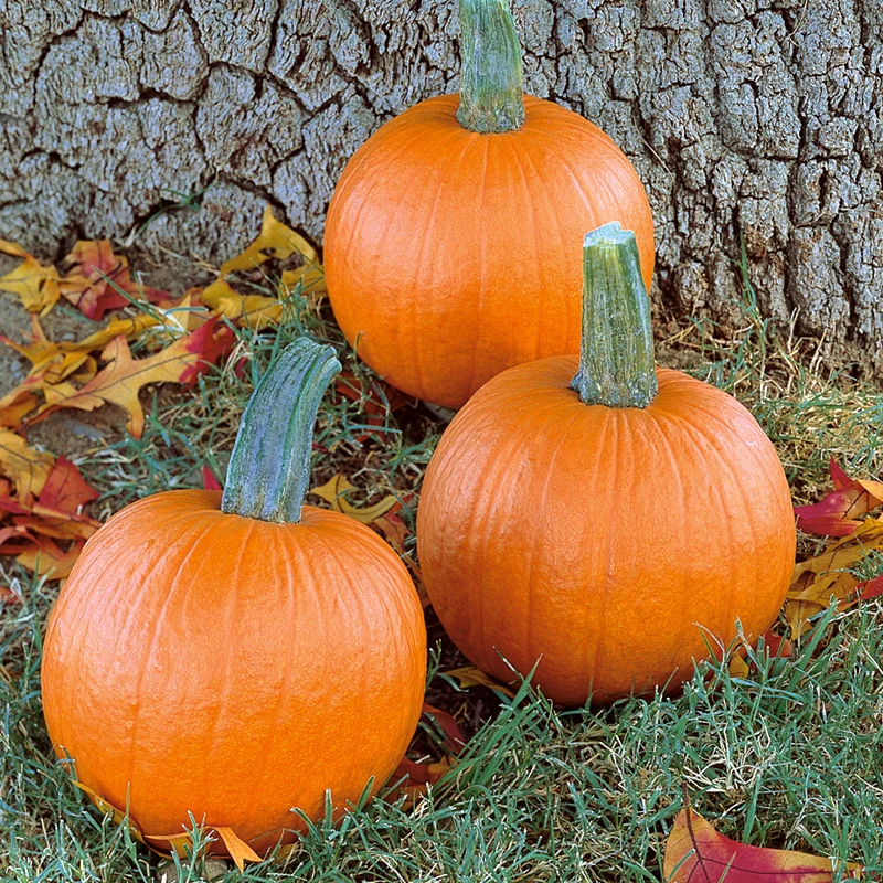 Halloween-Kürbis - Mystic Plus F1 - PMT