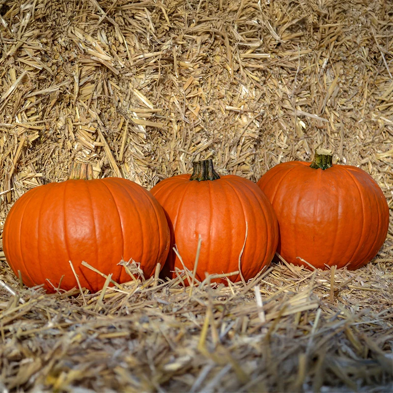 Halloween-Kürbis - Mars F1 - PMT