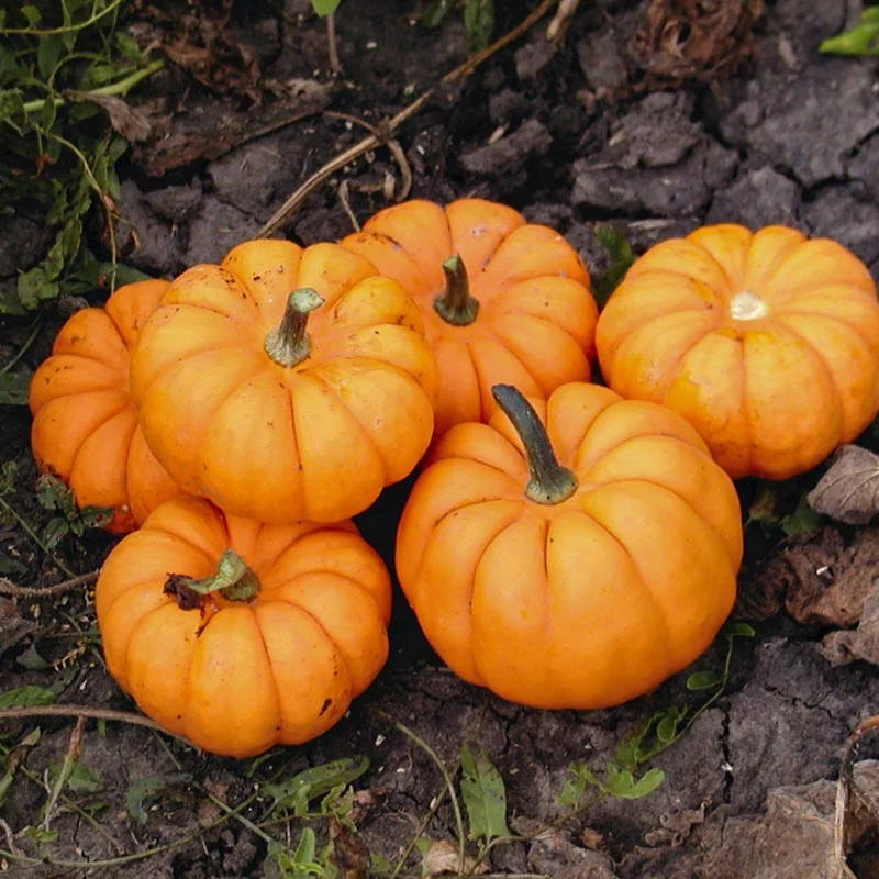 Kürbis - Mandarin