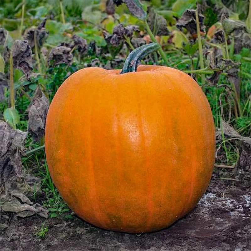Halloween-Kürbis - Jack O'Lantern