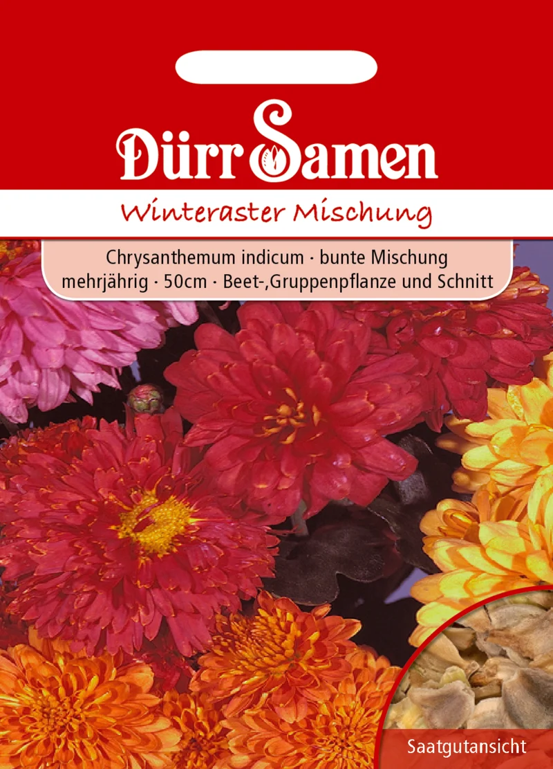 Winteraster Mischung Chrysanthemum indicum Saatgut