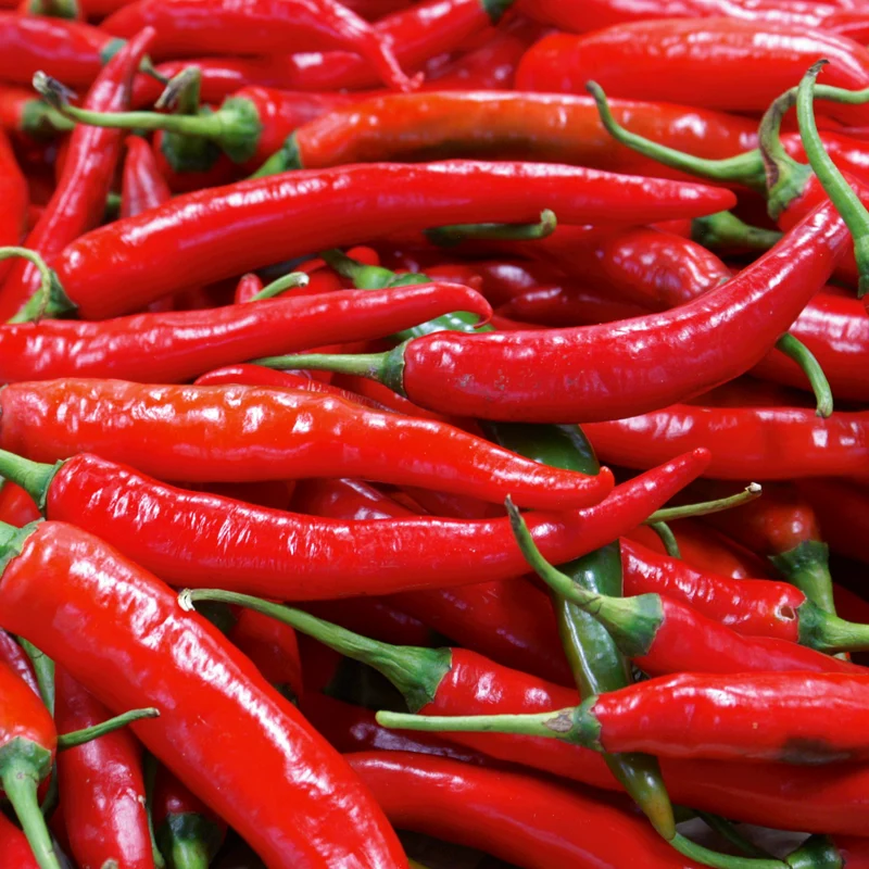 Chili Lombardo Saatgut
