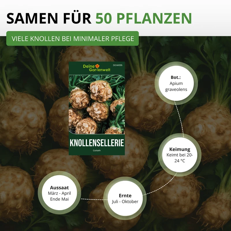 Knollensellerie Goliath Saatgut