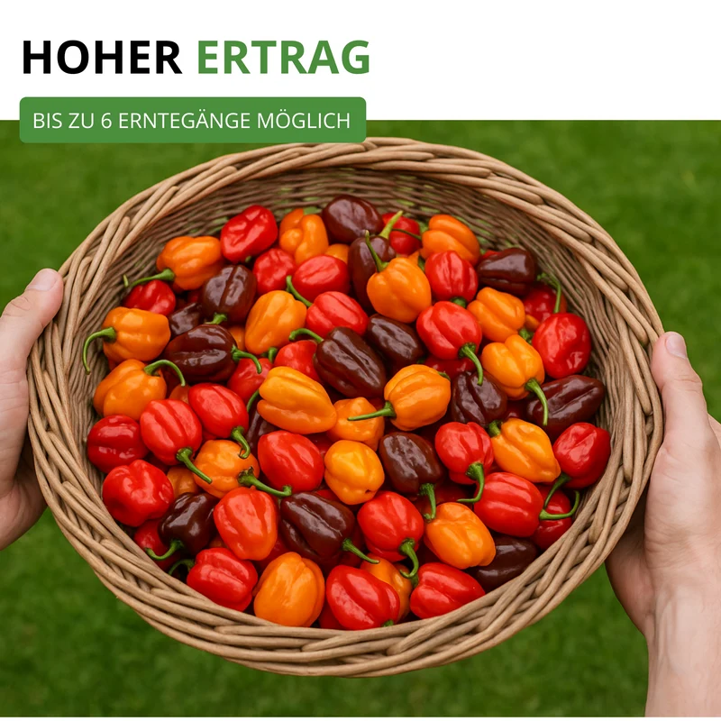 Chilli Habanero Mix Saatgut