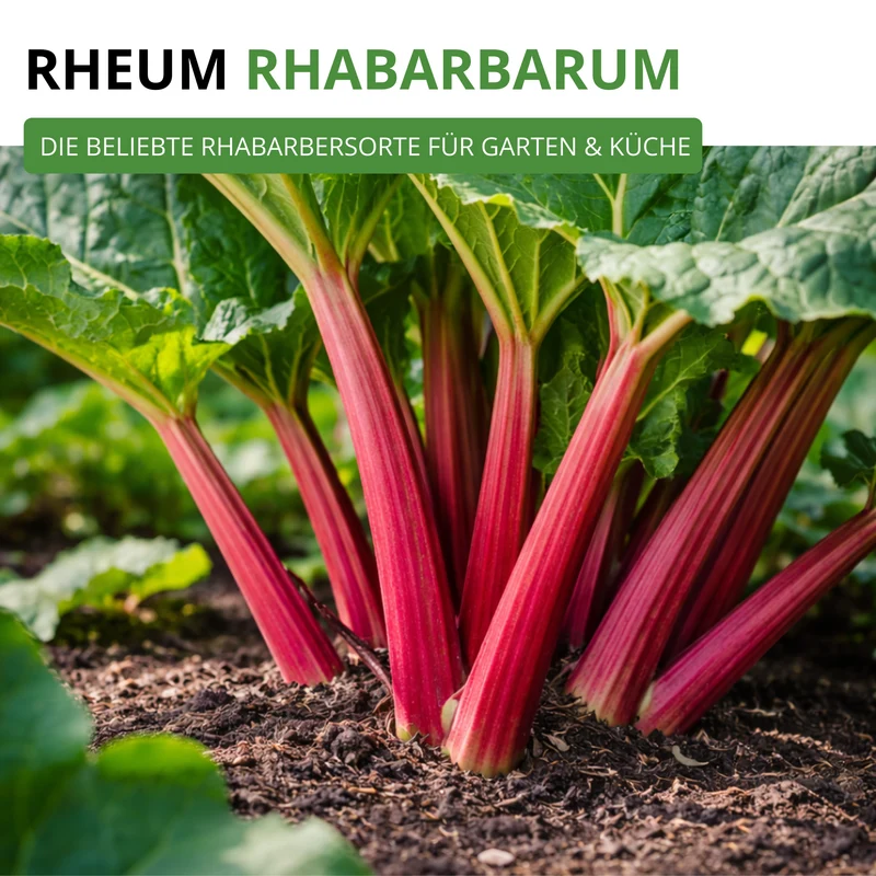 Rhabarber rot Saatgut