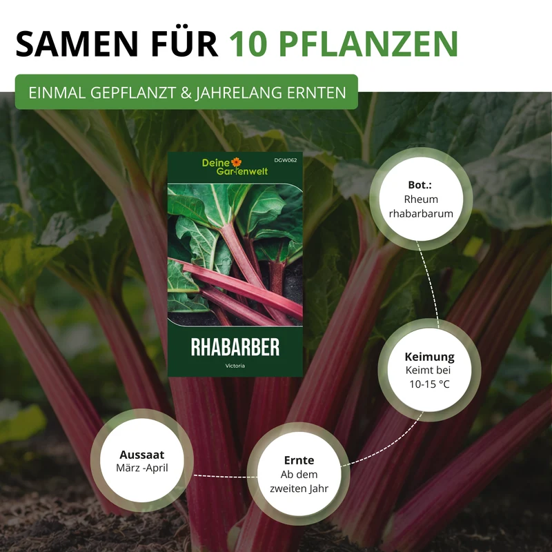Rhabarber rot Saatgut