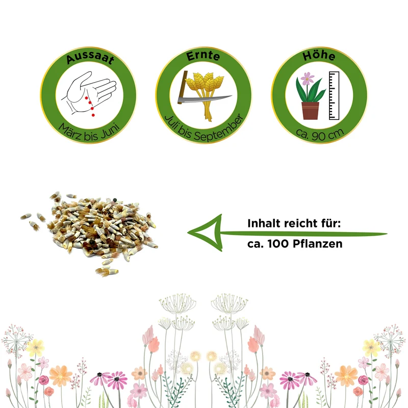 Kornblume Gefüllte Mischung Saatgut