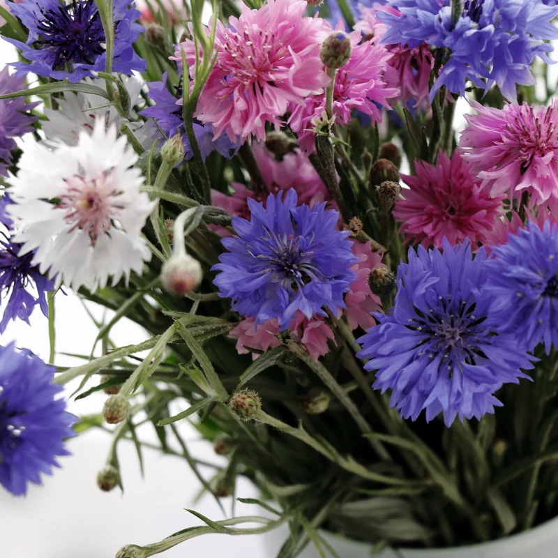 Kornblume Gefüllte Mischung Saatgut