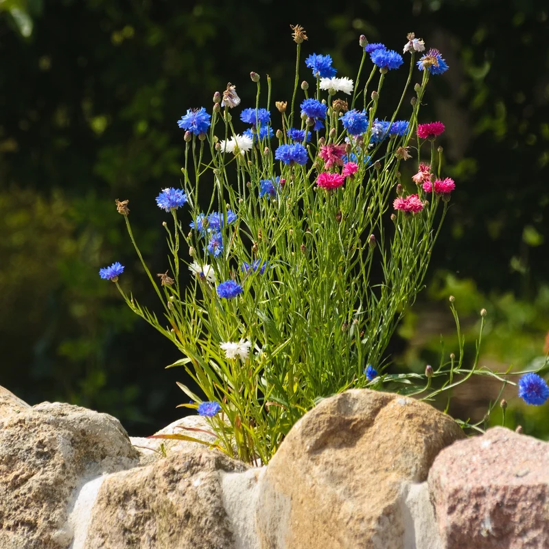 Kornblume Gefüllte Mischung Saatgut