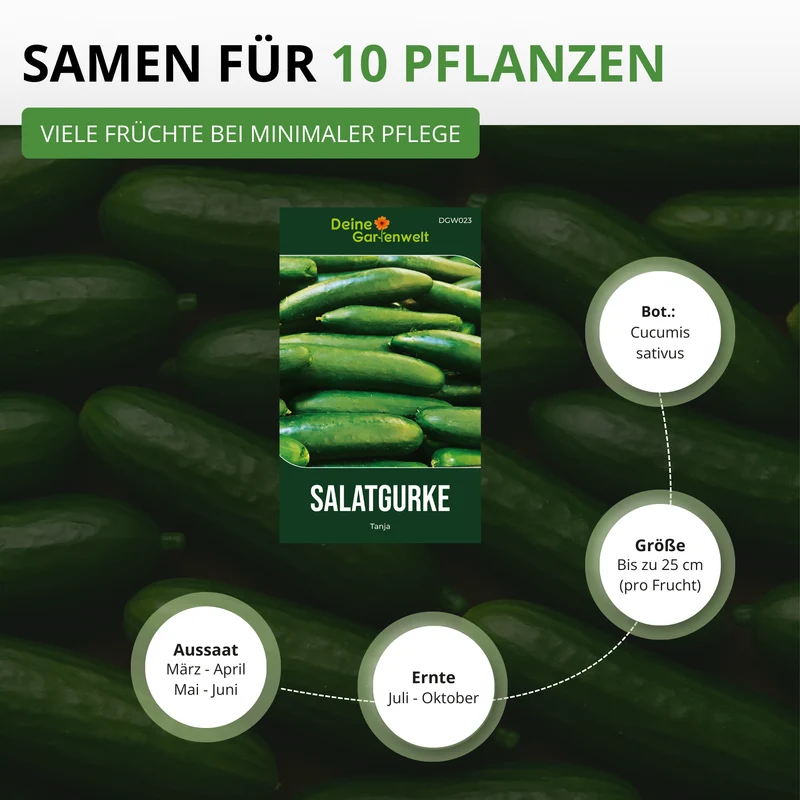 Salatgurke Tanja Saatgut