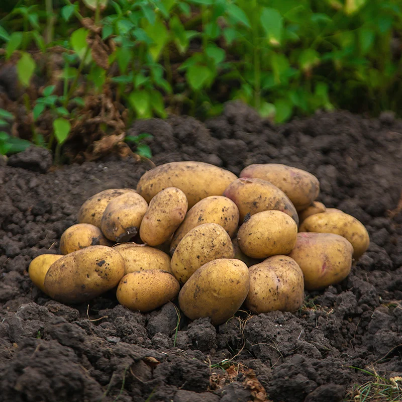 Pflanzkartoffel - Frieslander