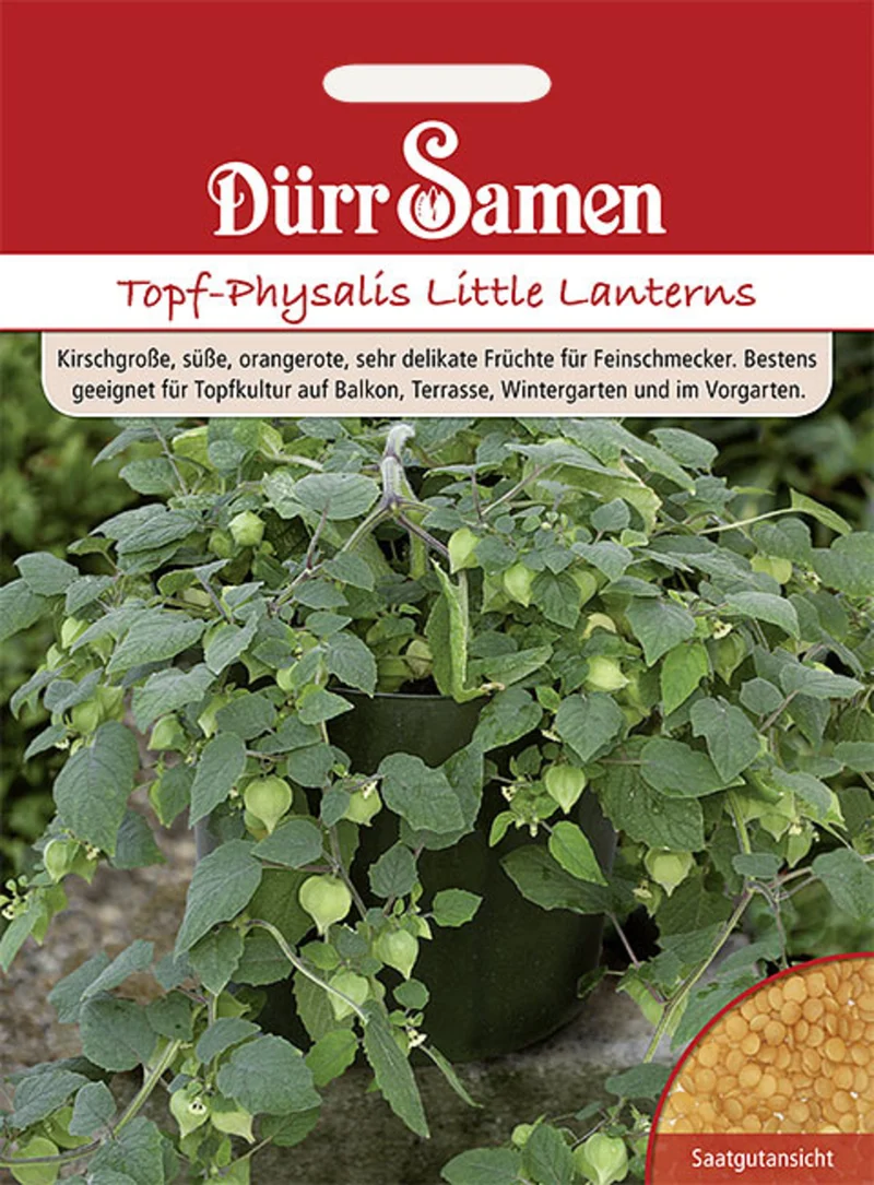 Topf Physalis Little Lanterns Saatgut