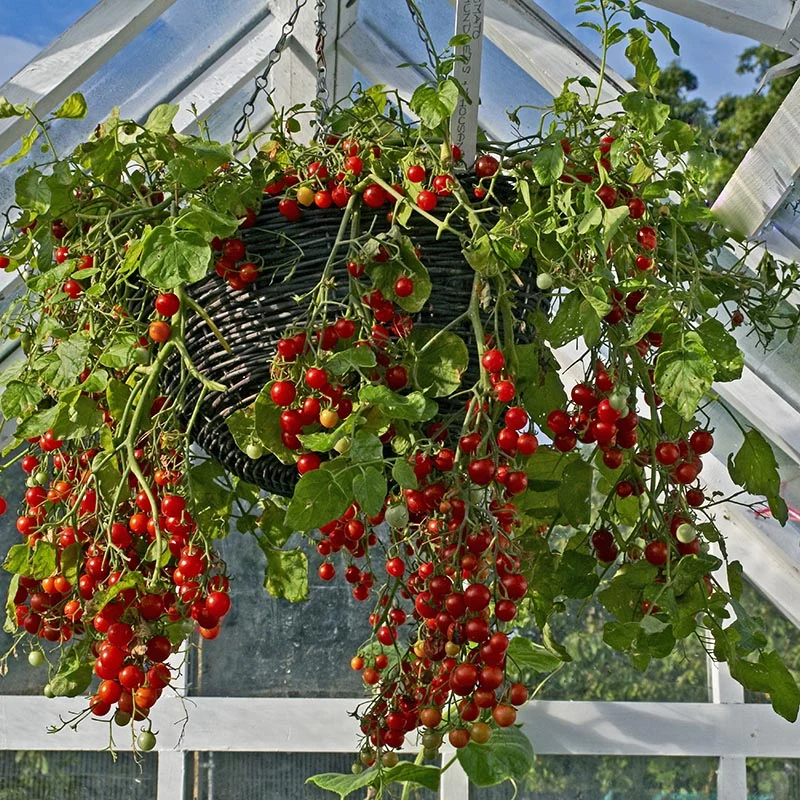 Kirschtomate - Red Cherry