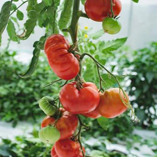 Fleischtomate - Marmande