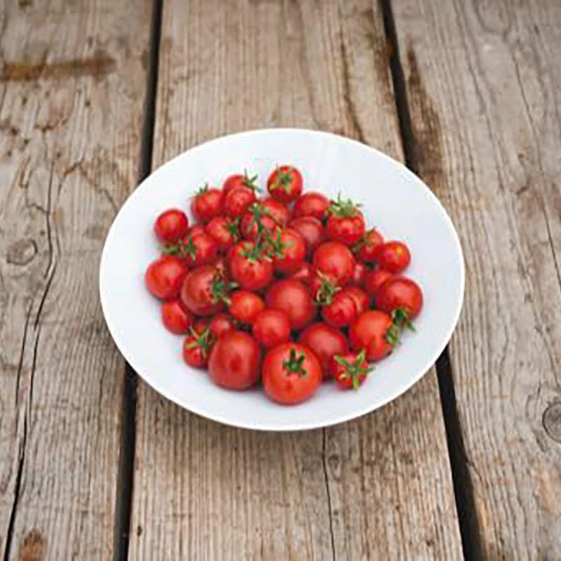 Kirschtomate - Tiny Tim