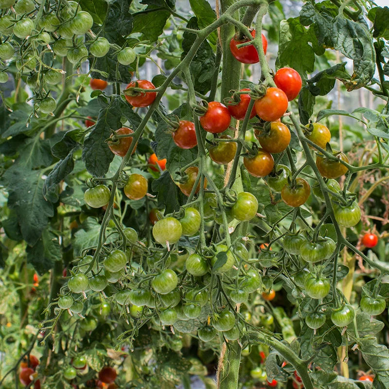 Kirschtomate - Sweetie