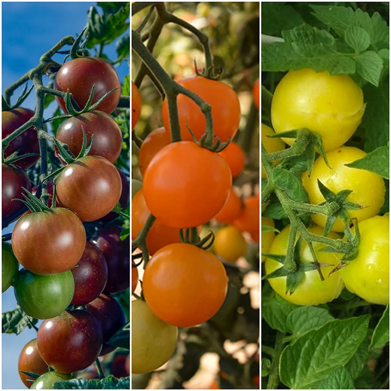 Kirschtomaten Mix