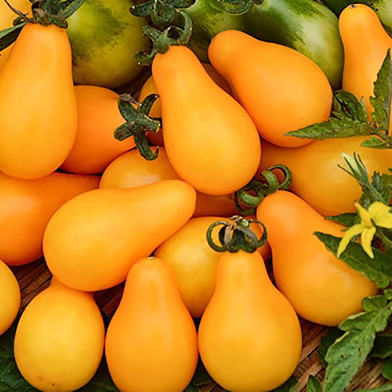 Kirschtomate - Yellow Pearshaped