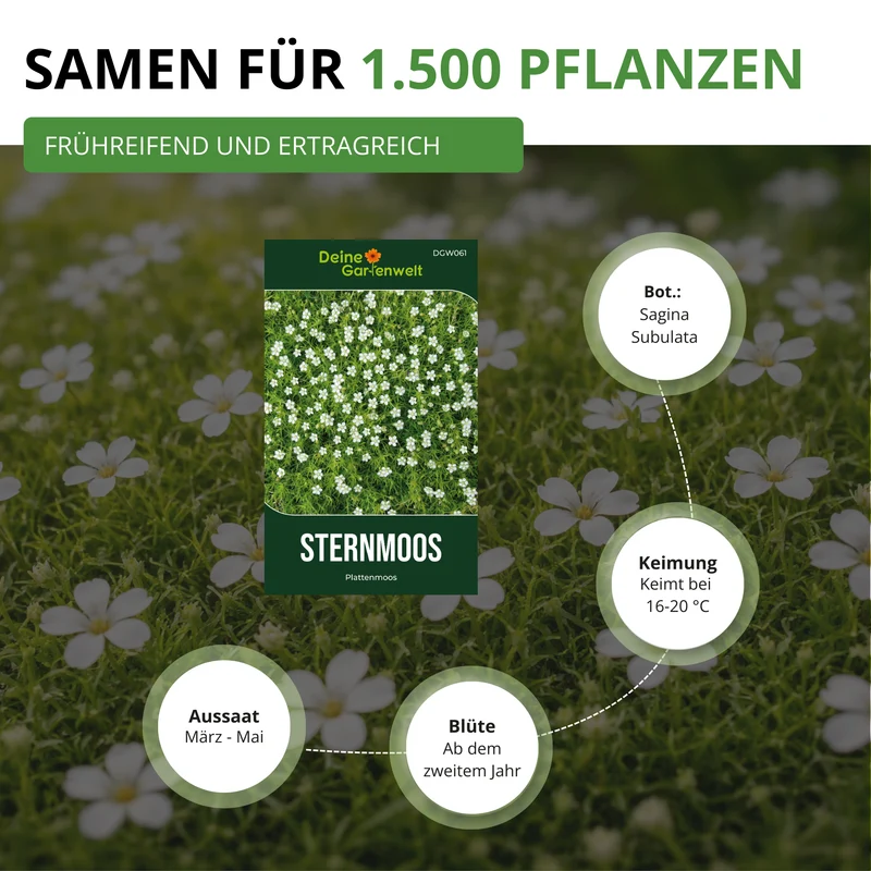 Mastkraut Plattenmoos Saatgut