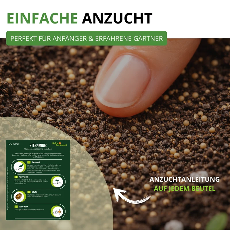 Mastkraut Plattenmoos Saatgut