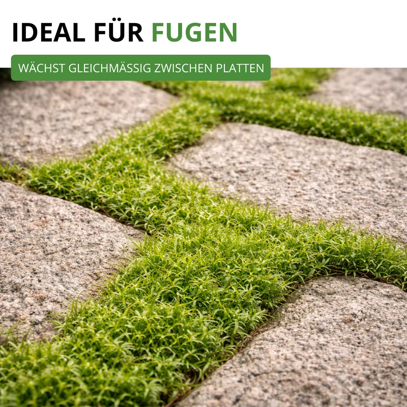 Mastkraut Plattenmoos Saatgut