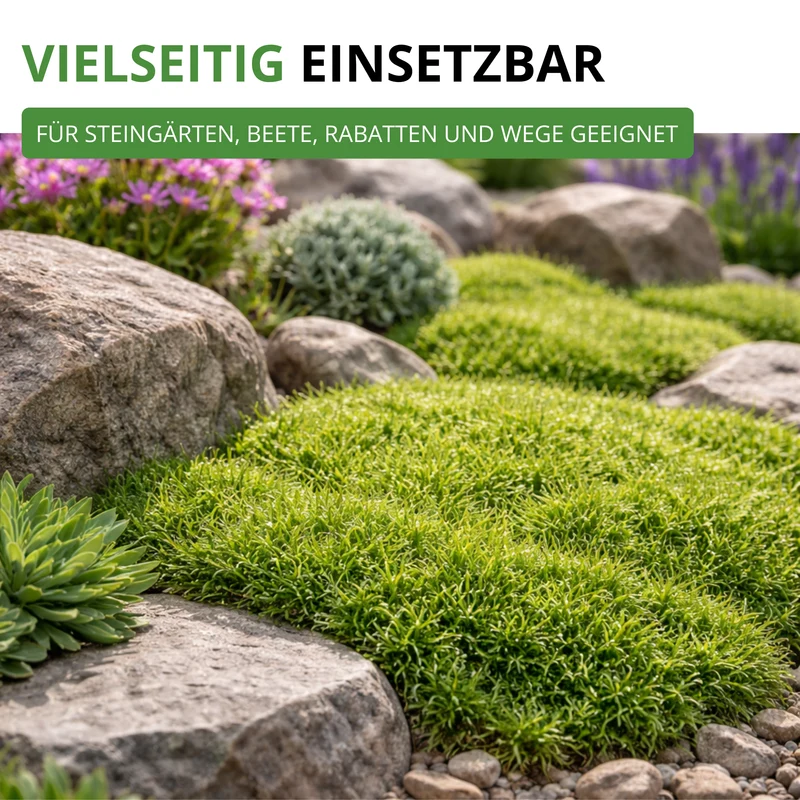 Mastkraut Plattenmoos Saatgut