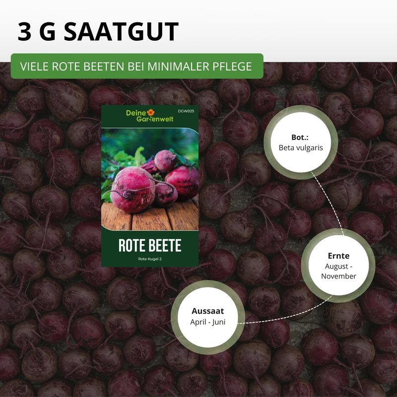 Rote Beete Rote Kugel 2 Saatgut