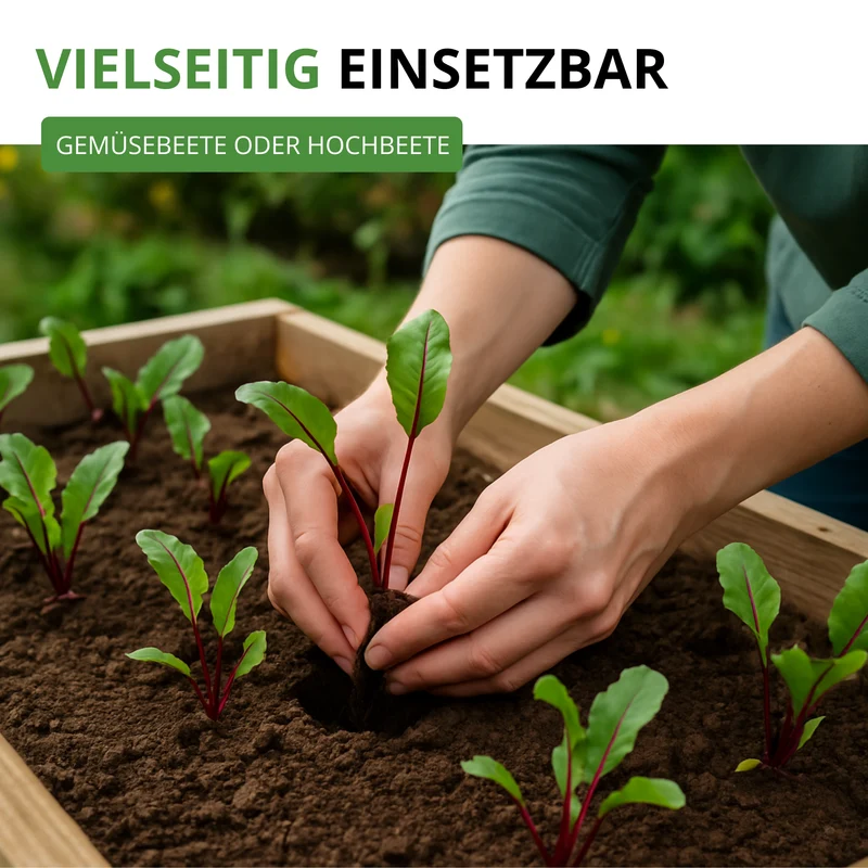 Rote Beete Rote Kugel 2 Saatgut