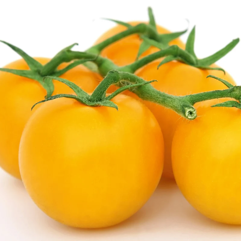 Stabtomate Goldene Königin Saatgut