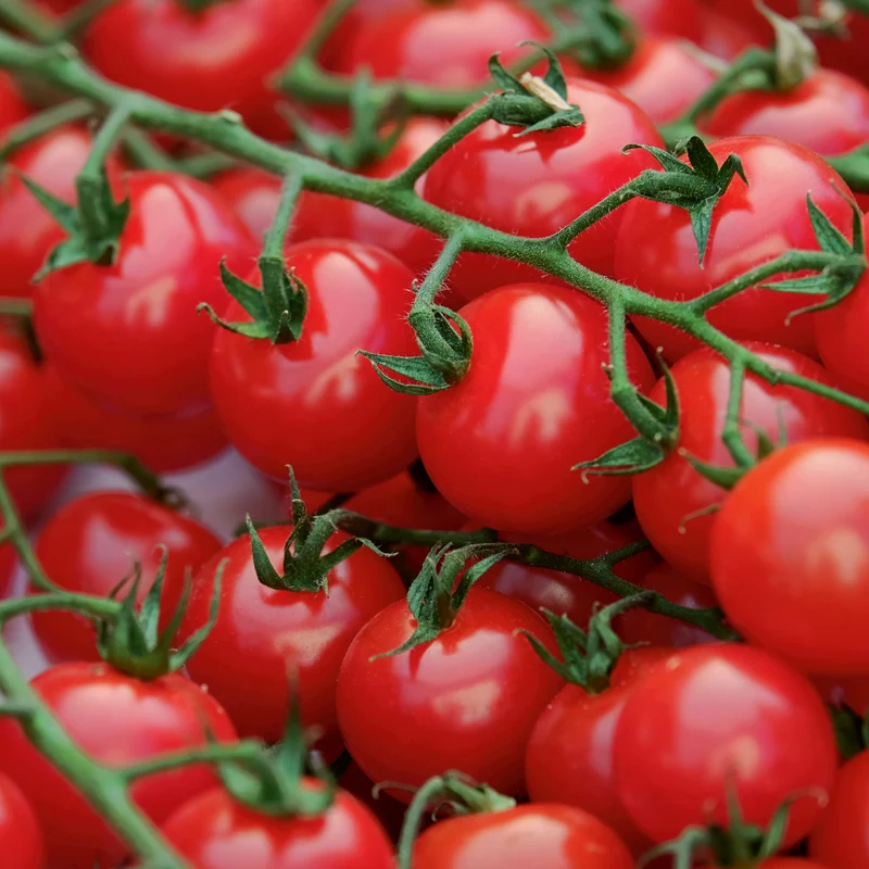 Stabtomate Sweetbaby Saatgut