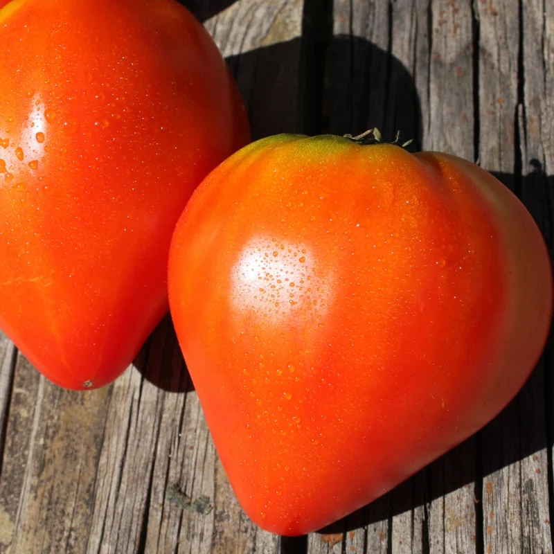 Fleischtomate Oxheart Ochsenherz Saatgut