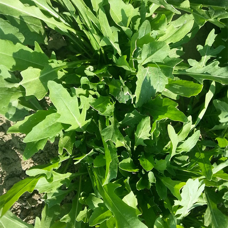 Wilder Rucola - Rochelle