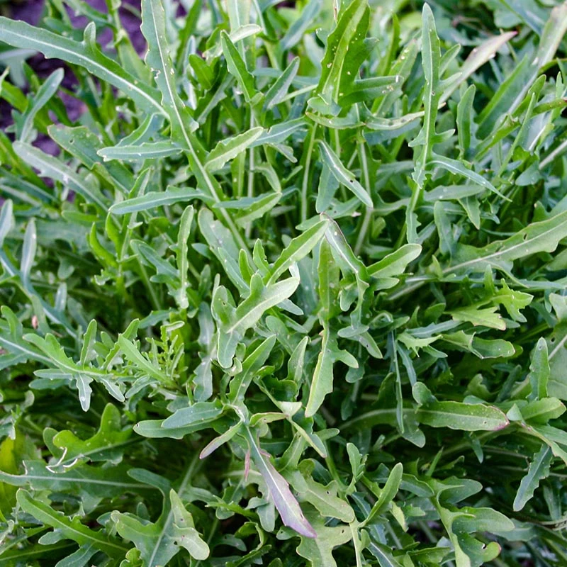 Rucola - Selvatica