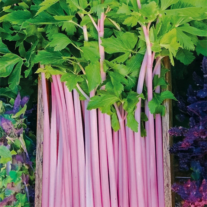 Chinesischer Sellerie - Chinese Pink