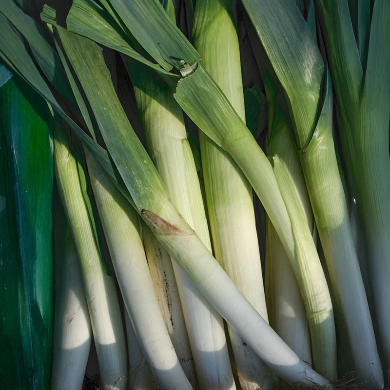 Porree - Blauwgroene Winter