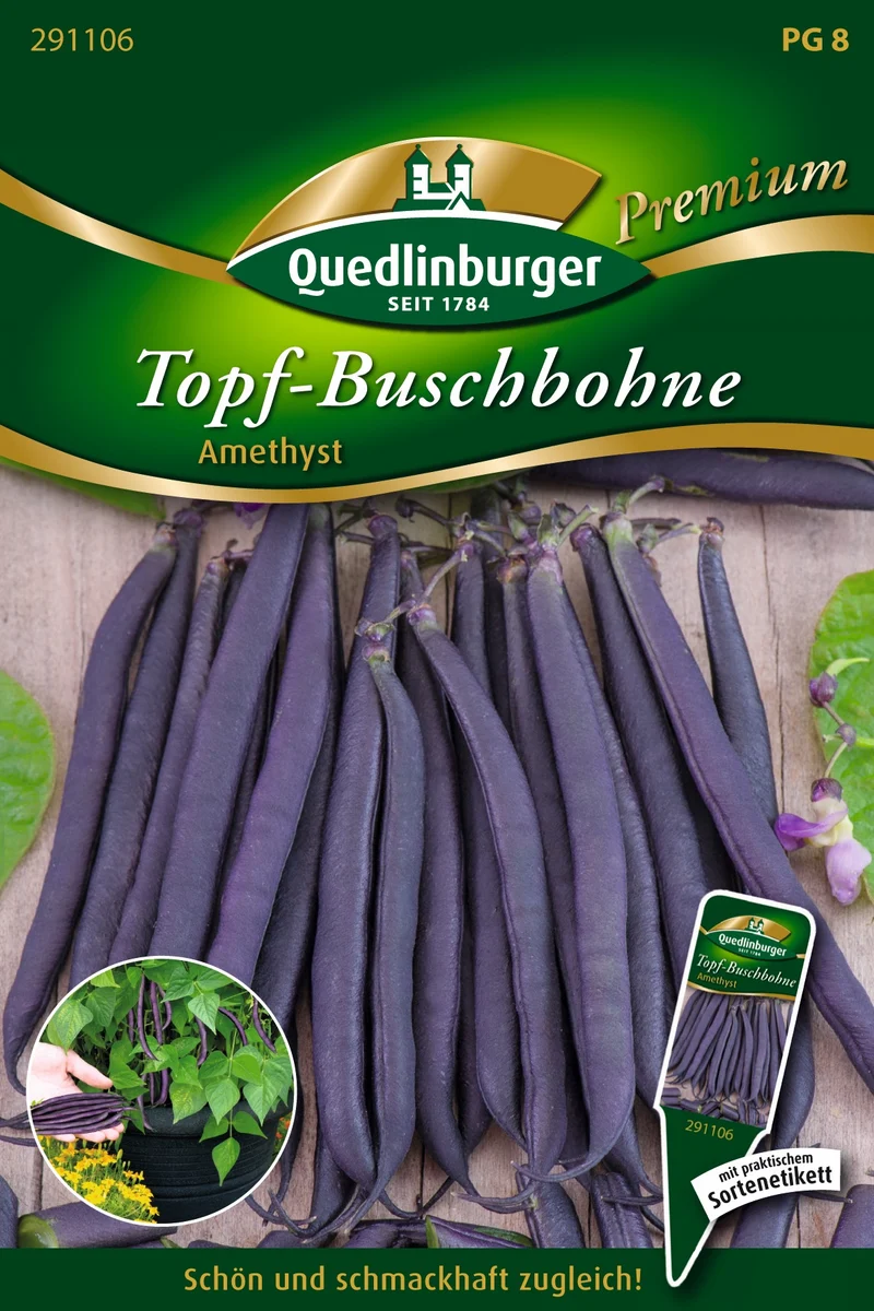 Topf Busch Bohnen Amethyst Saatgut