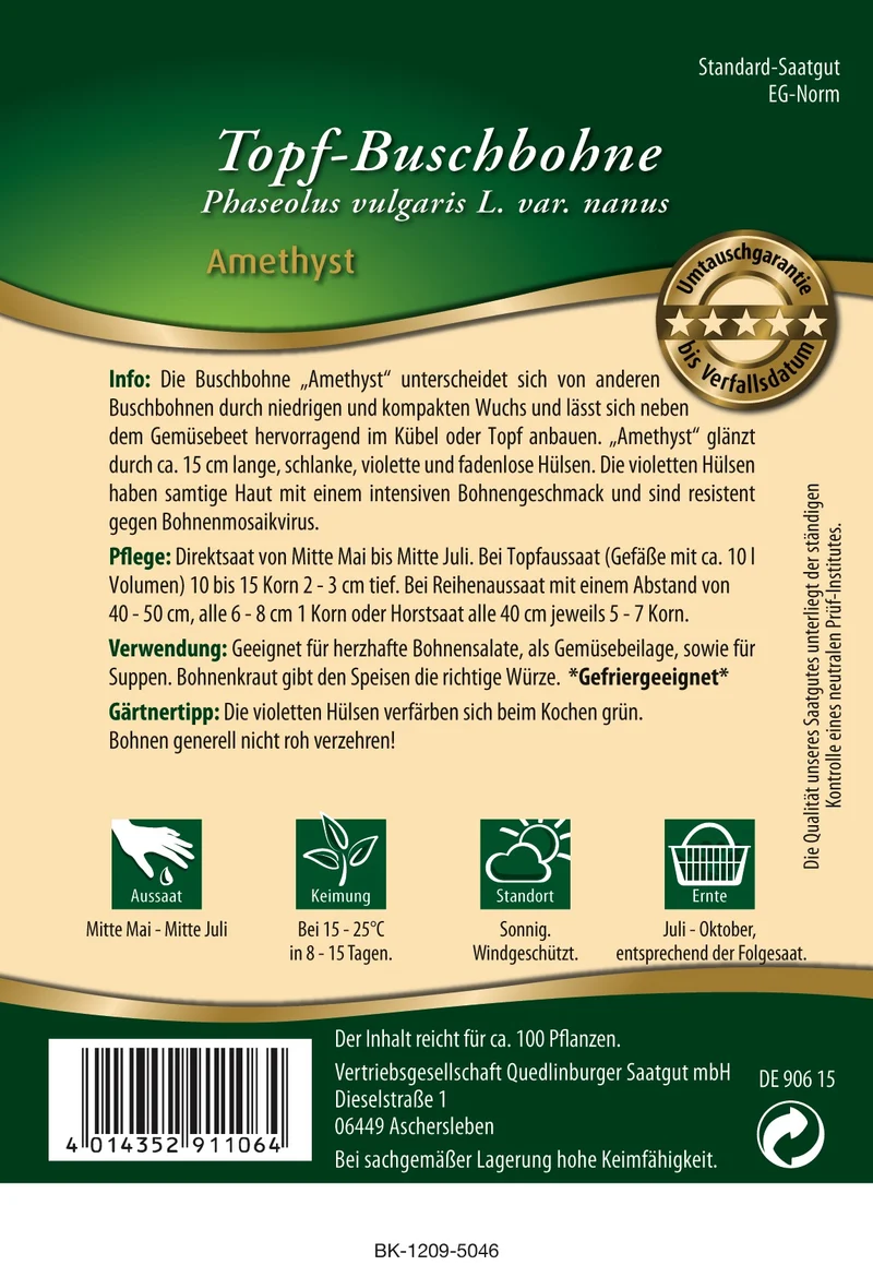 Topf Busch Bohnen Amethyst Saatgut
