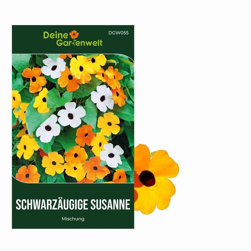 Schwarzäugige Susanne Mischung Saatgut
