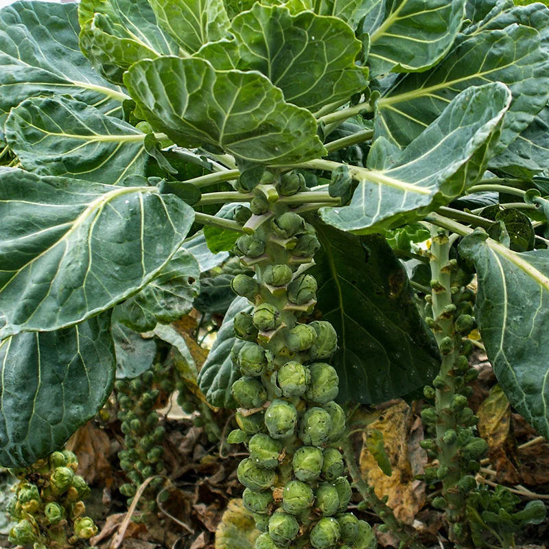Rosenkohl - Groninger