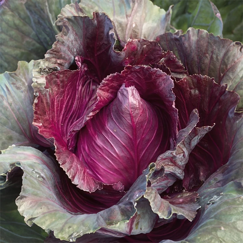 Roter Spitzkohl - Kalibos