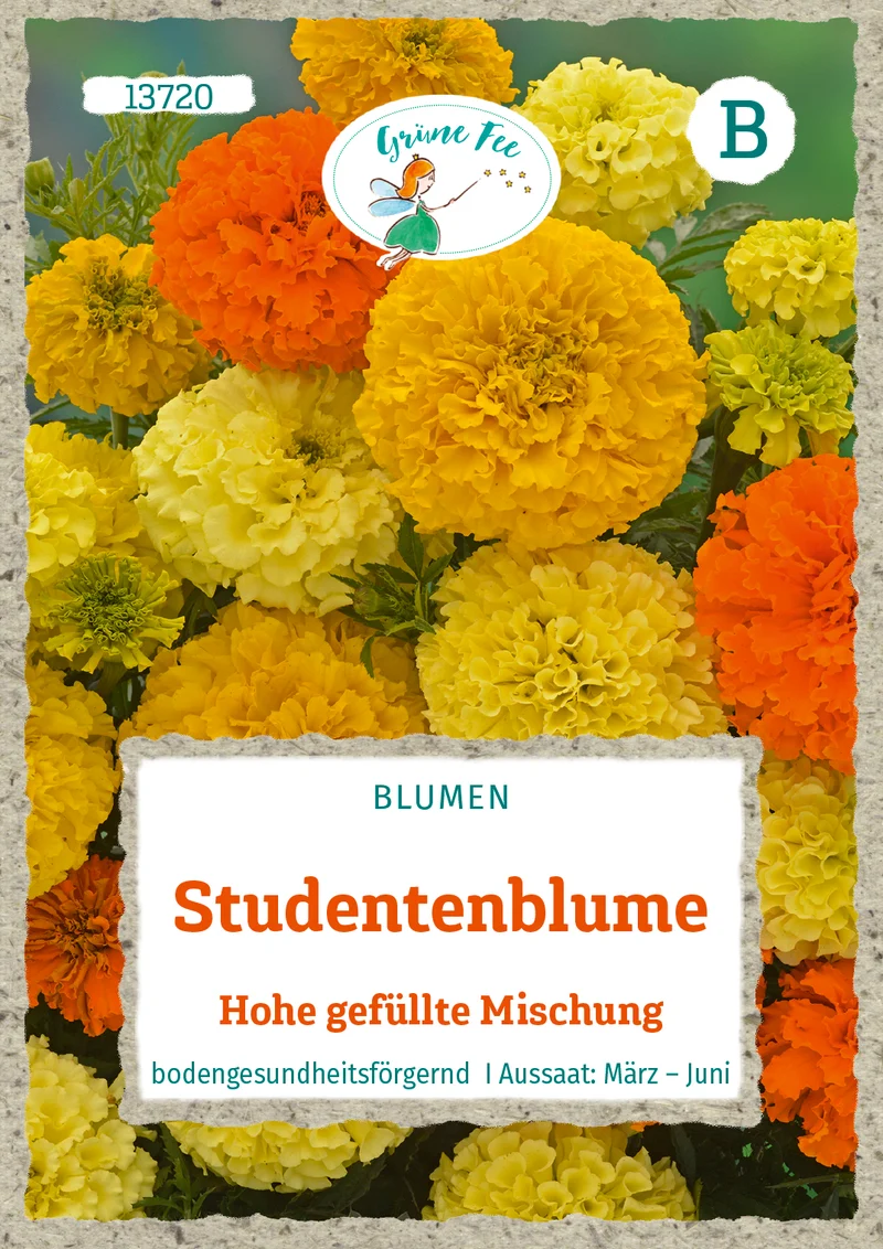 Studentenblume Hohe gefüllte Mischung Saatgut