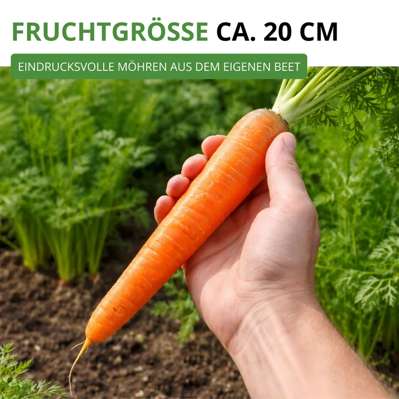 Möhre lange rote Stumpfe ohne Herz 2 Saatgut