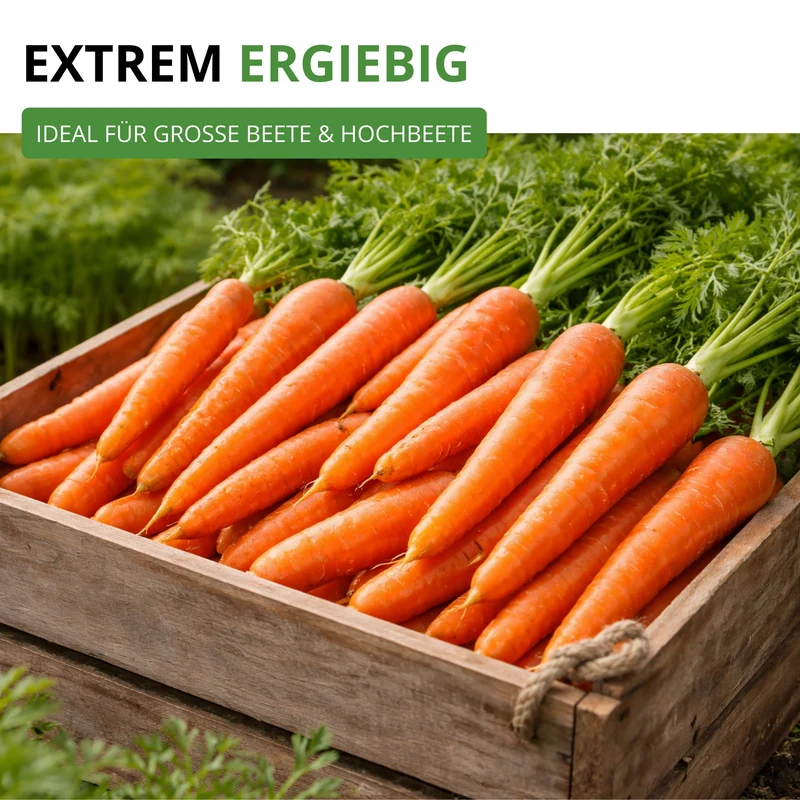 Möhre lange rote Stumpfe ohne Herz 2 Saatgut
