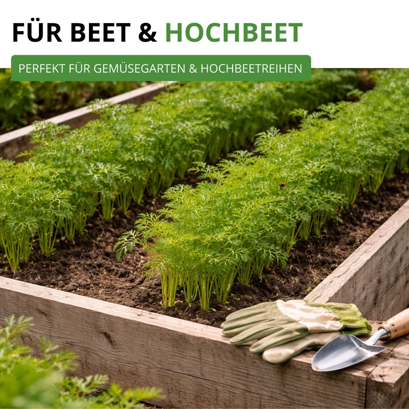 Möhre lange rote Stumpfe ohne Herz 2 Saatgut