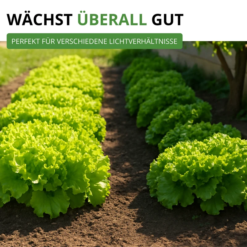 Schnittsalat Verde ricciolina da taglio Saatgut