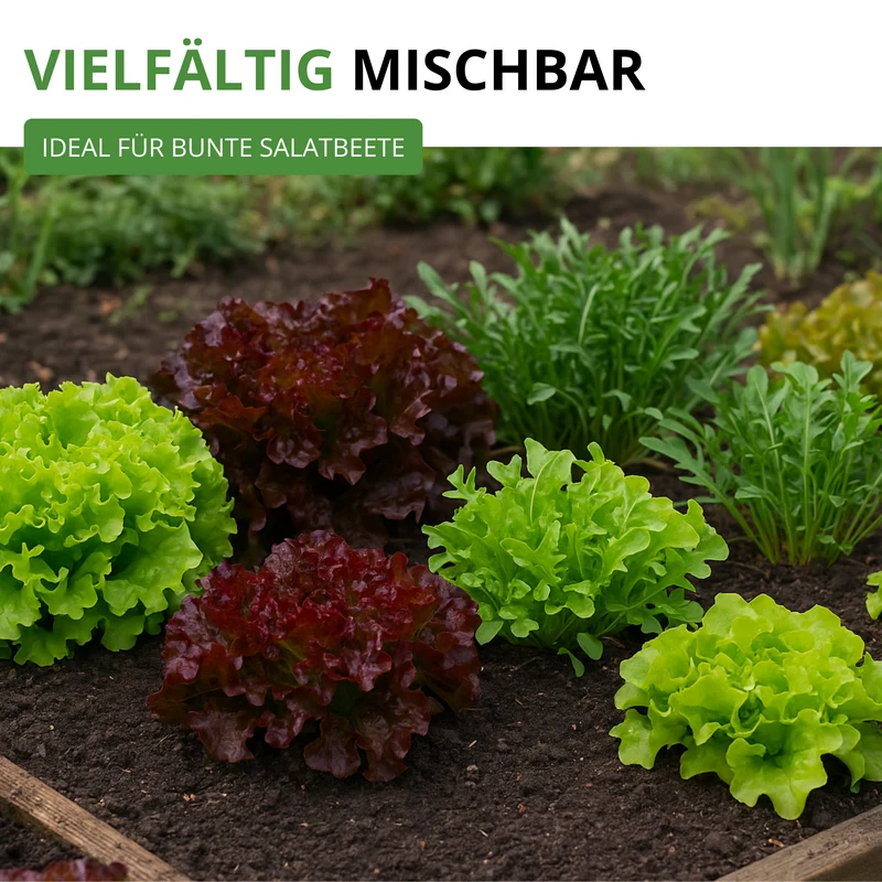 Schnittsalat Verde ricciolina da taglio Saatgut