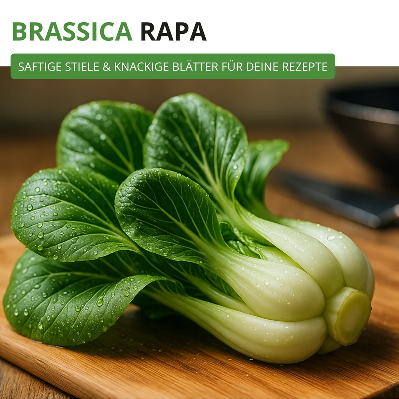 Pak Choi Saatgut